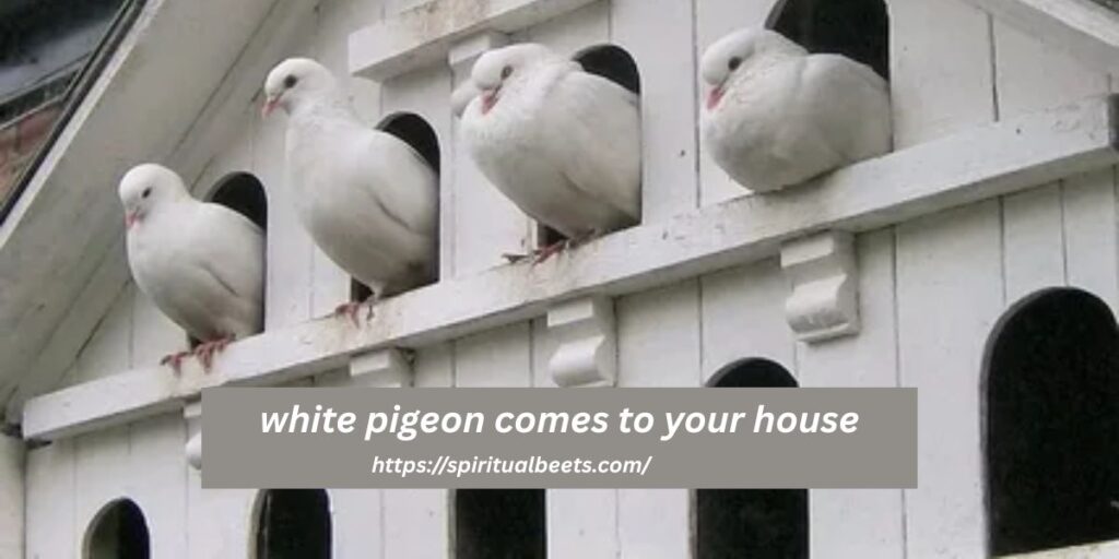 What does it mean when a white pigeon comes to your house?
