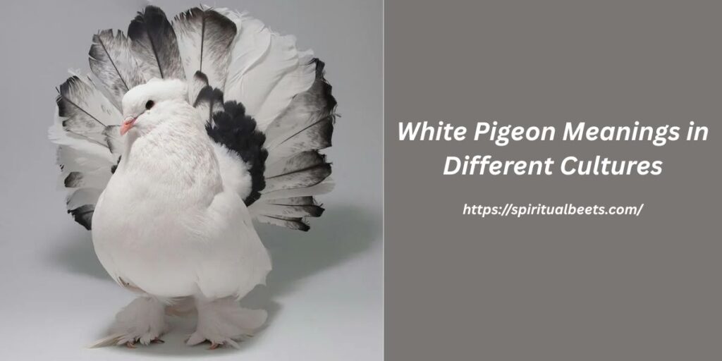 White Pigeon Symbolism and Spiritual Meanings in Different Cultures