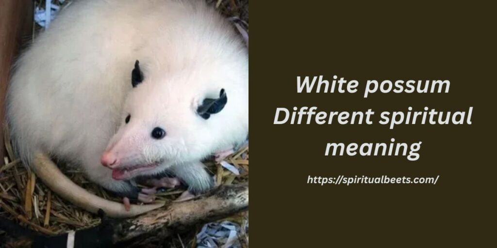 White possum Different spiritual meaning