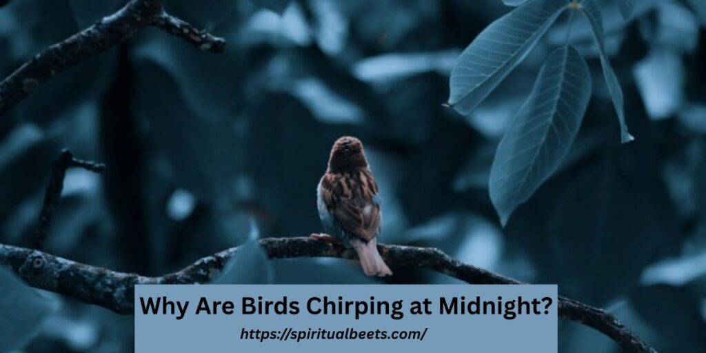 Why Are Birds Chirping at Midnight?