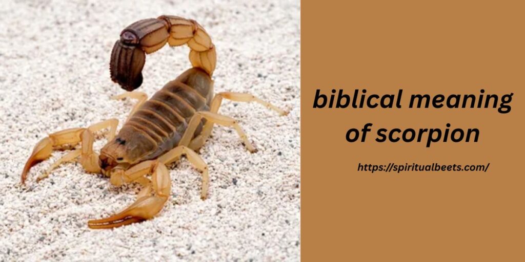 biblical meaning of scorpion