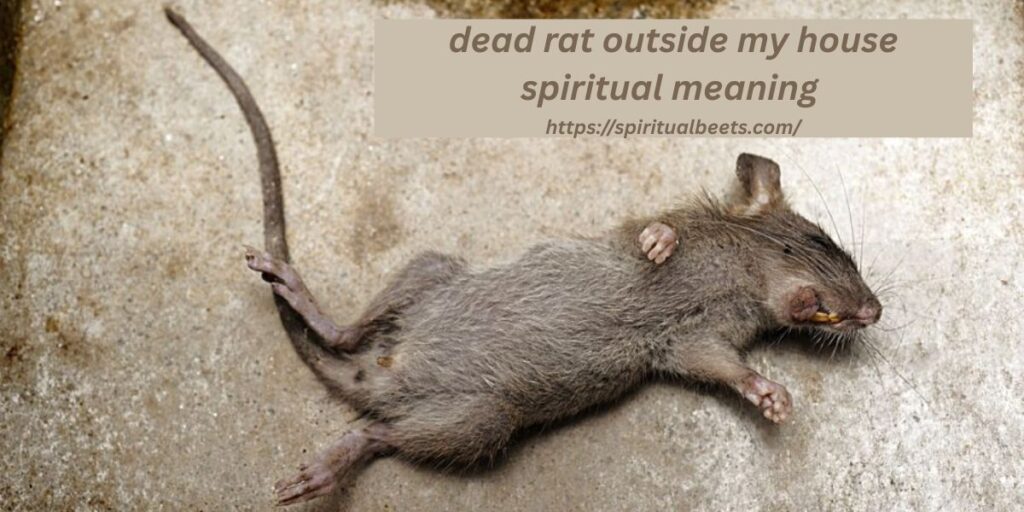 dead rat outside my house spiritual meaning 