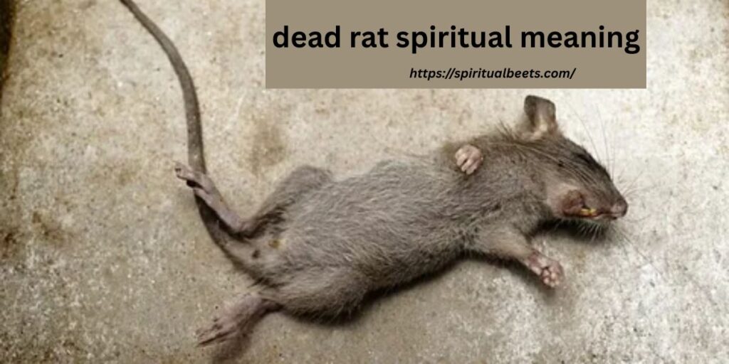 dead rat spiritual meaning