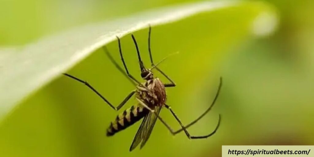 dream on mosquito