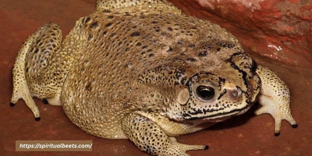 meaning of seeing a toad