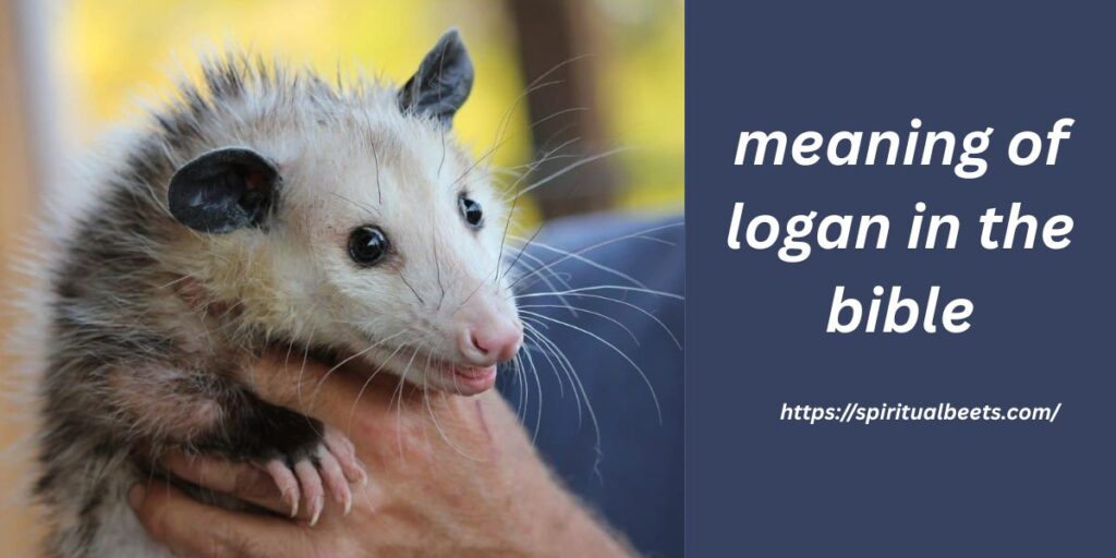 possum spiritual meaning
