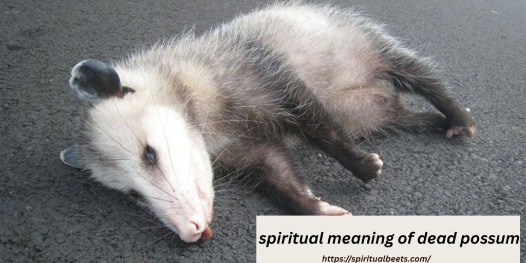spiritual meaning of dead possum