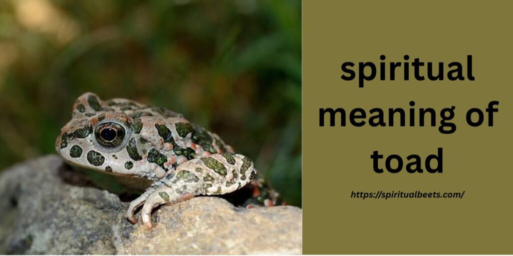 spiritual meaning of toad