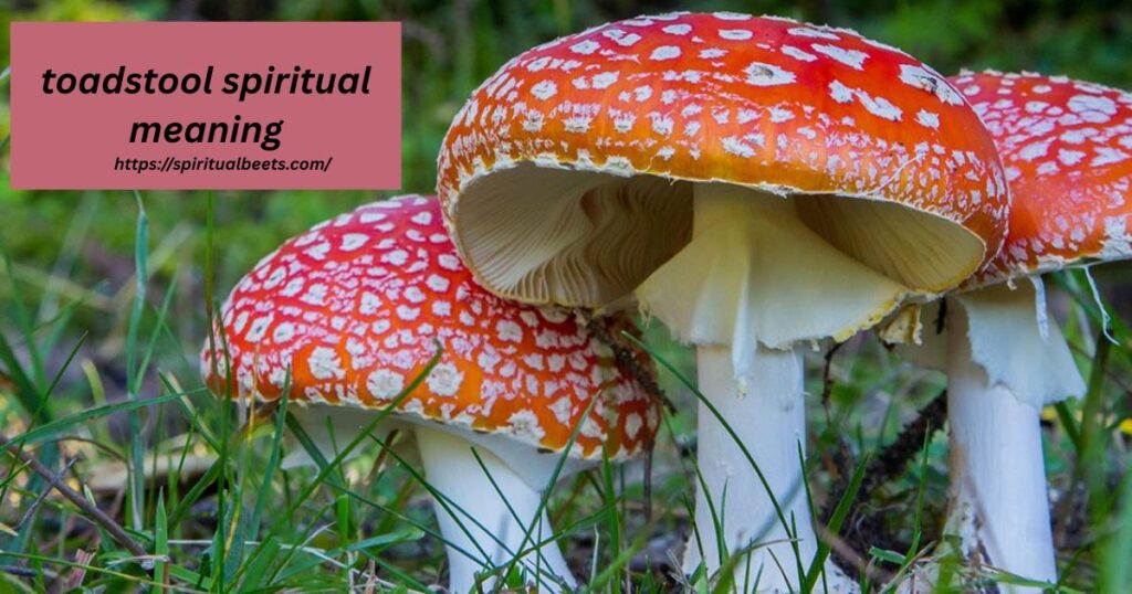 toadstool spiritual meaning