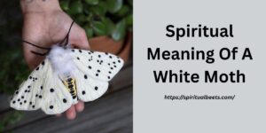 15 Spiritual Meaning Of A White Moth (You Must Have To Know)