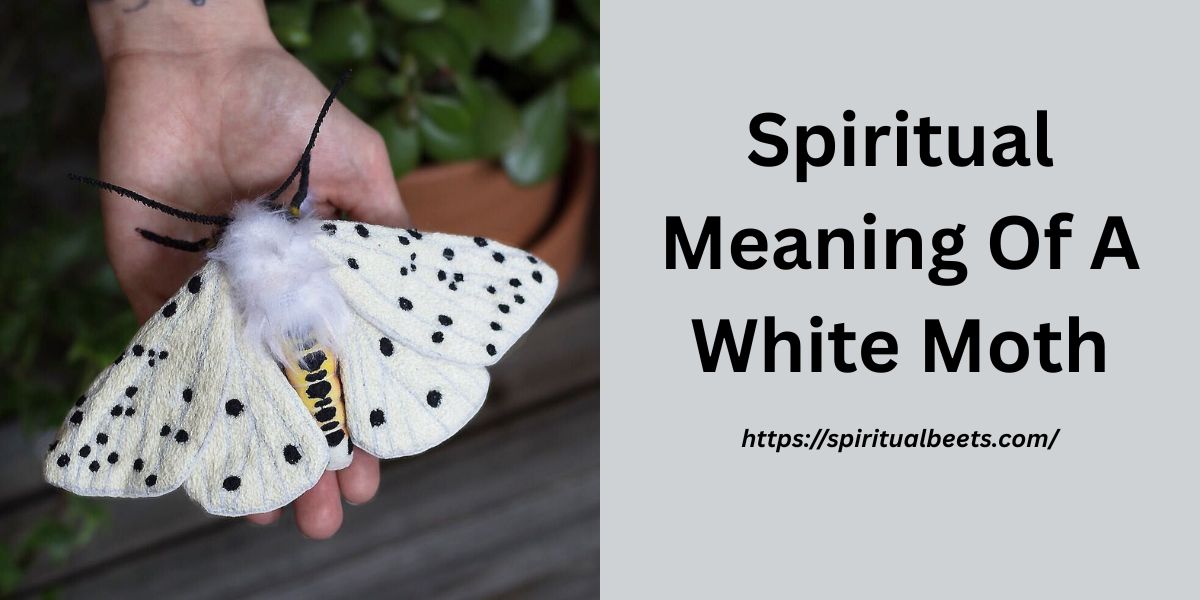 15 Spiritual Meaning Of A White Moth (You Must Have To Know)