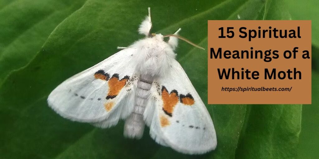 15 Spiritual Meanings of a White Moth