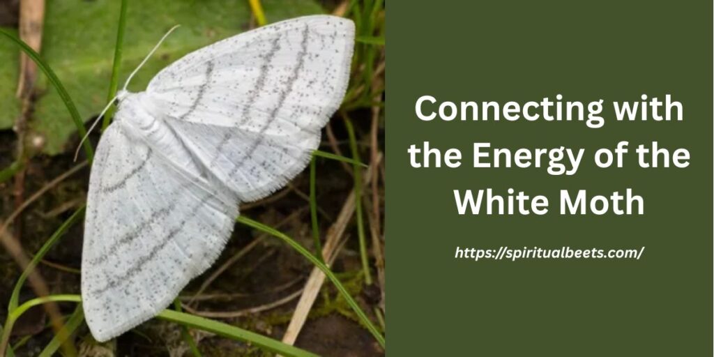 Connecting with the Energy of the White Moth