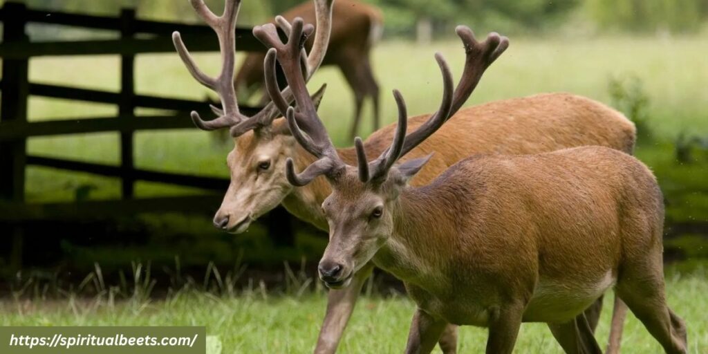 Cultural Interpretations of Deer Pairs