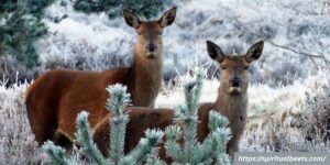 Spiritual Meaning Of Seeing 2 Deer