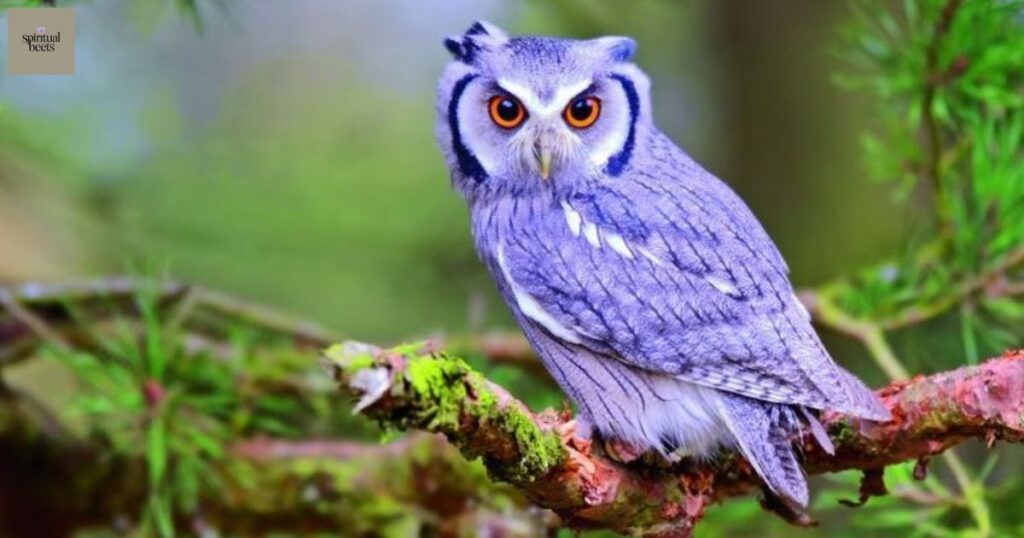 Hearing an owl hoot 3 times spiritual meaning