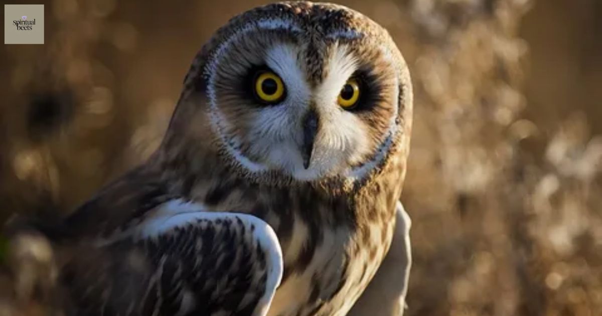 Owl Hooting Meaning: Symbolic & Spiritual Interpretations