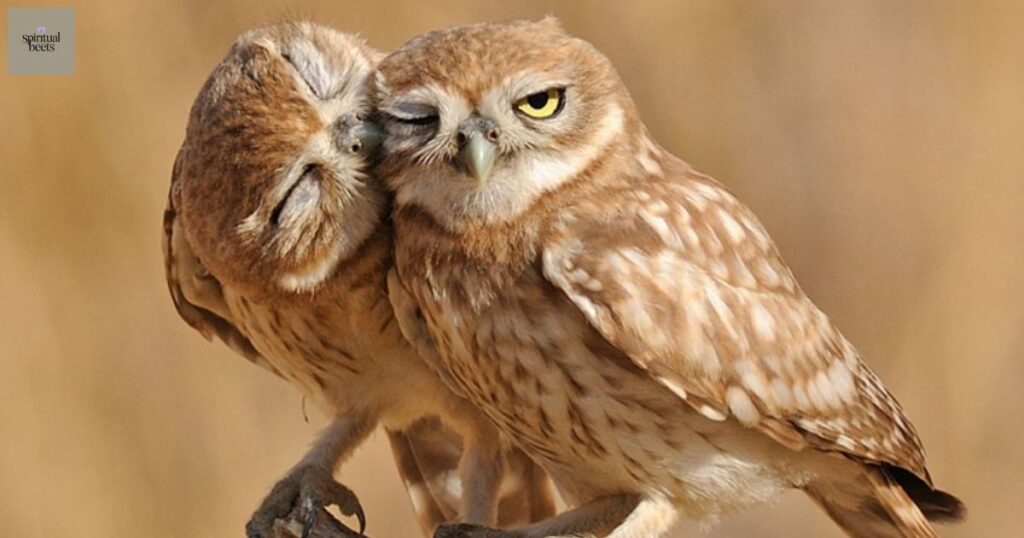 Two owls hooting to each other symbolizes romance